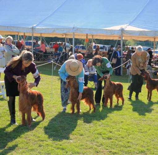 dog show tents renting